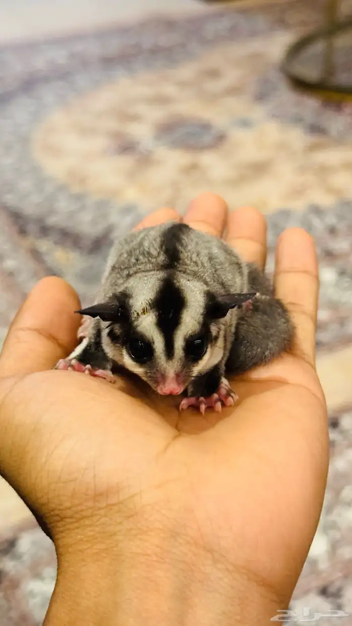 سنجاب طائر 0
