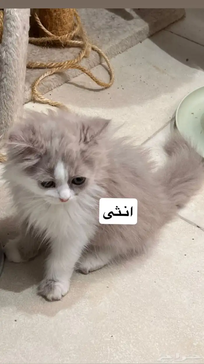 قطط كيتن للبيع 2
