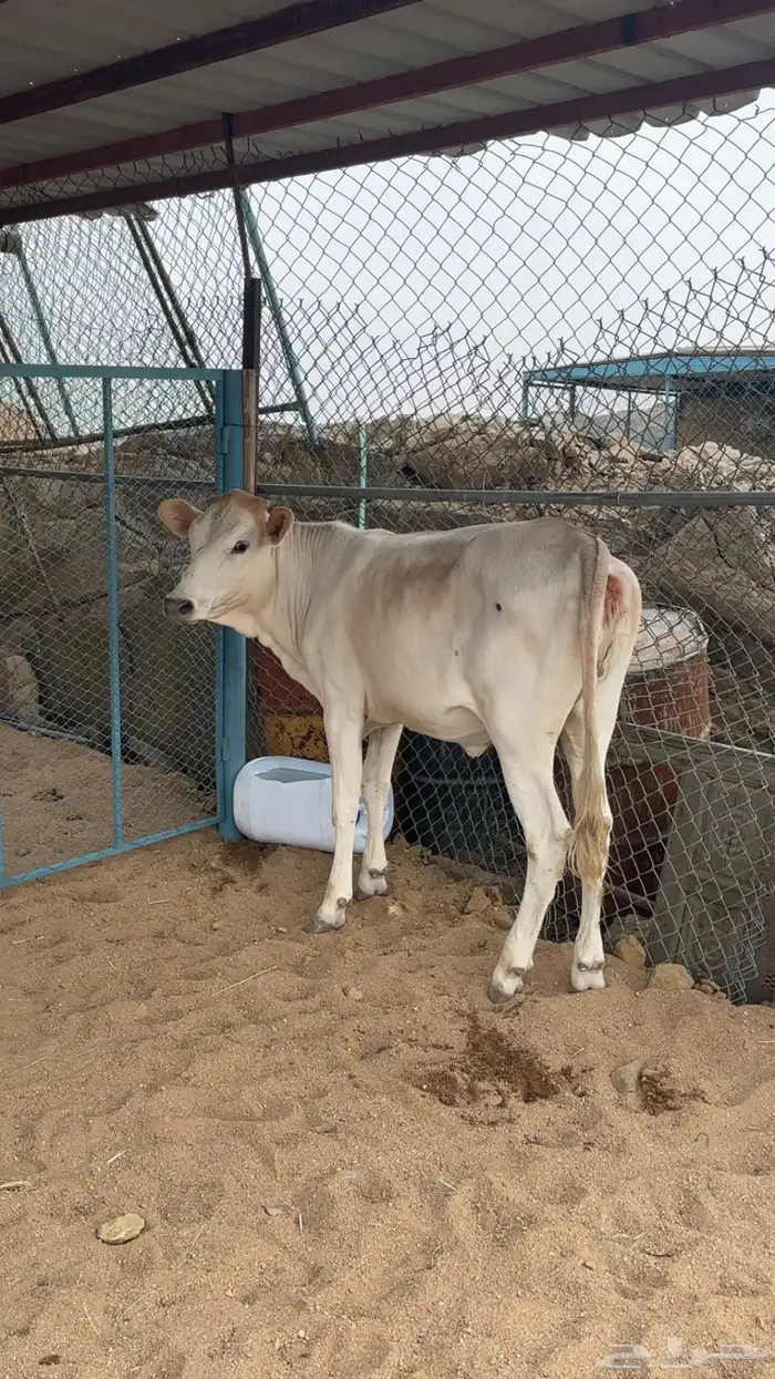 حسيله هولندي جرسي 0
