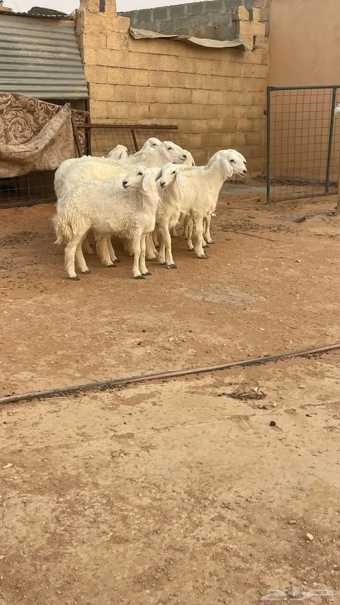 تم البيع رخال حريات حرش صنف مقاني 6