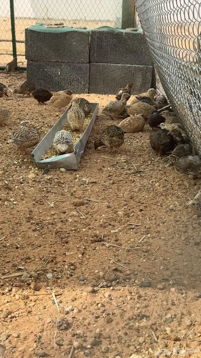 سمان للبيع 0