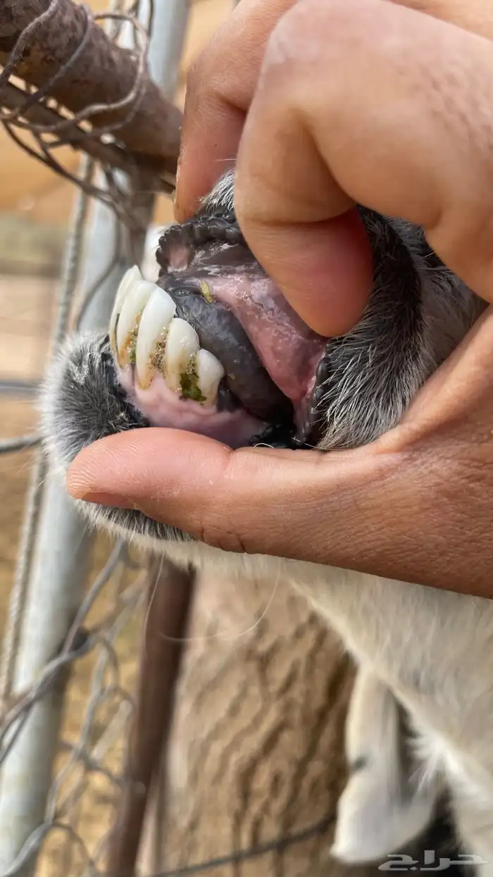 نجديه رغوث بتوم خرفان 1