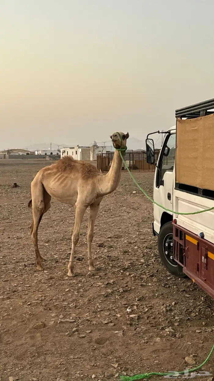 للبيع بكره 1