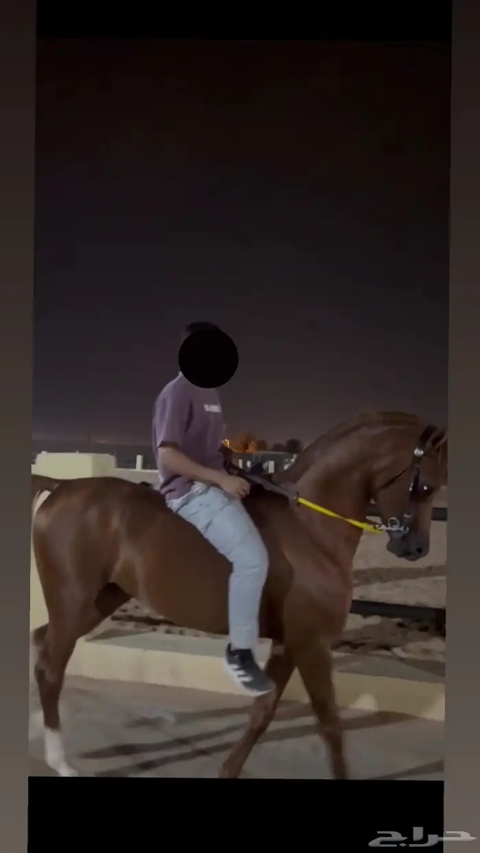 حيوان خيل خيول واهو حصان واهو 1