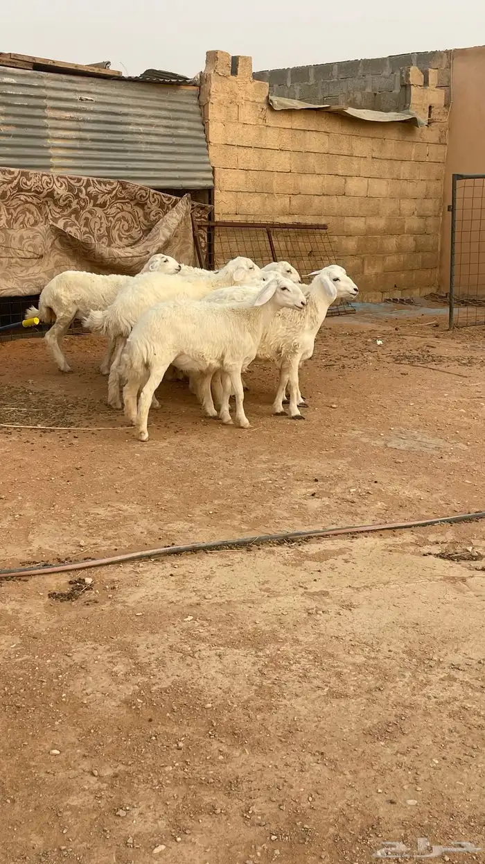 تم البيع رخال حريات حرش صنف مقاني 2