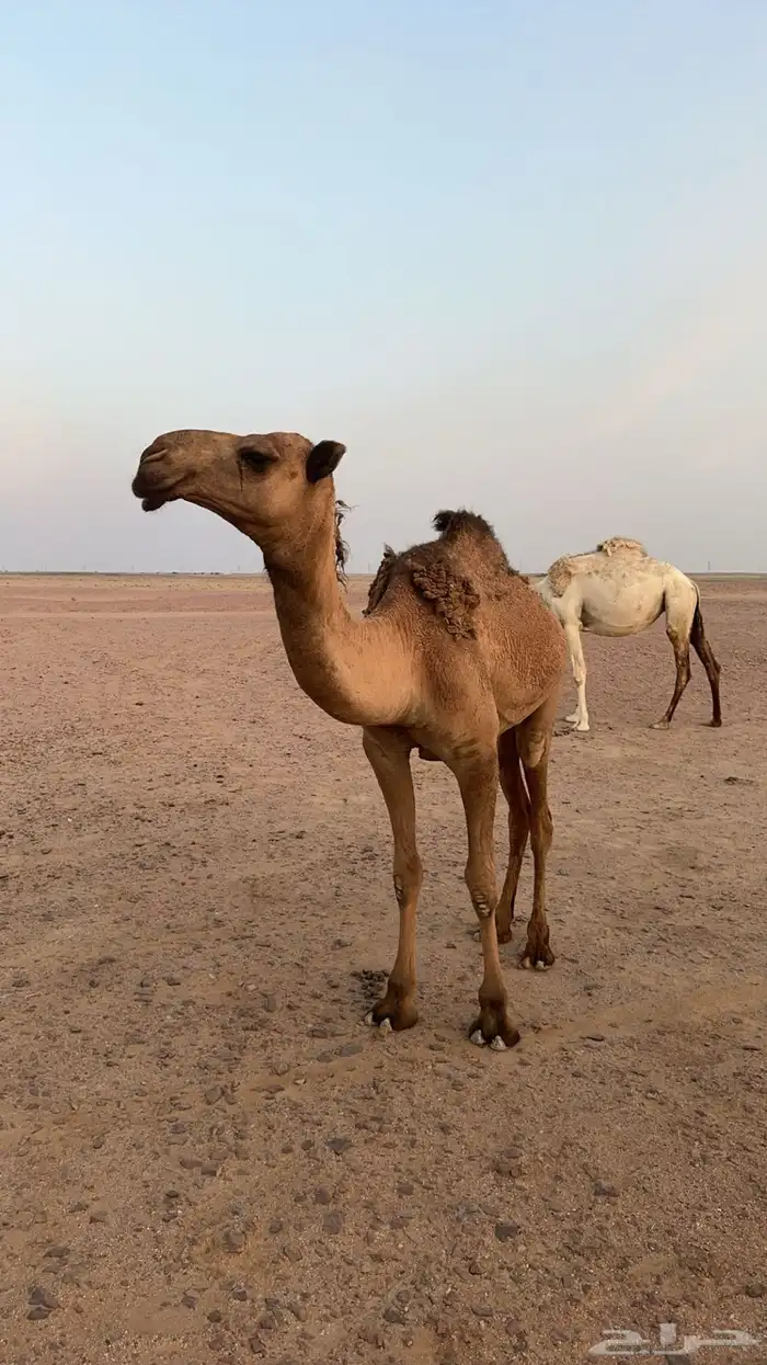للبيع البكار الطيبات 8