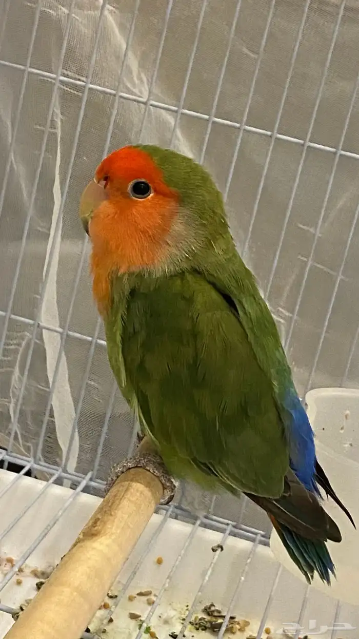 روز 1