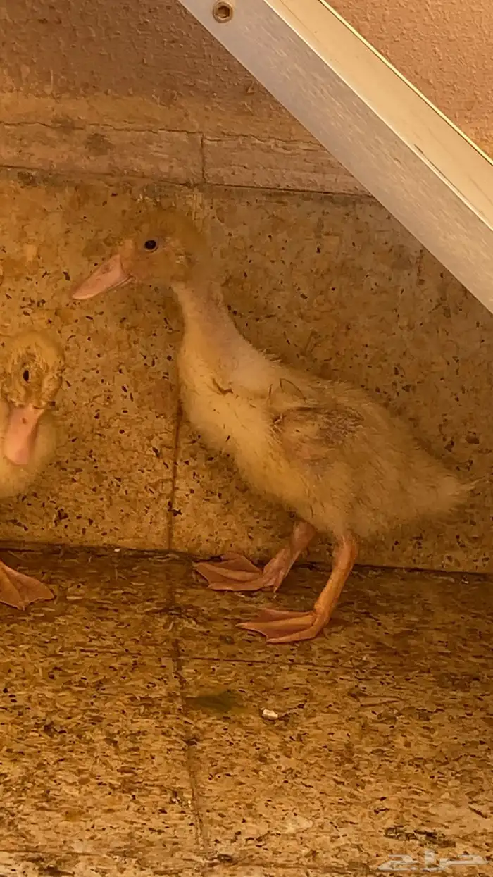 بط وز 20حبه 18حبه صغير وثنين كبرا الي واضح لكم في صوره 2