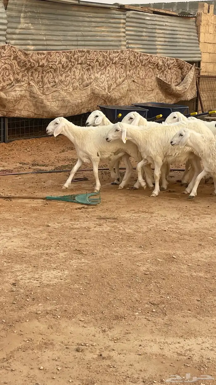 تم البيع رخال حريات حرش صنف مقاني 10