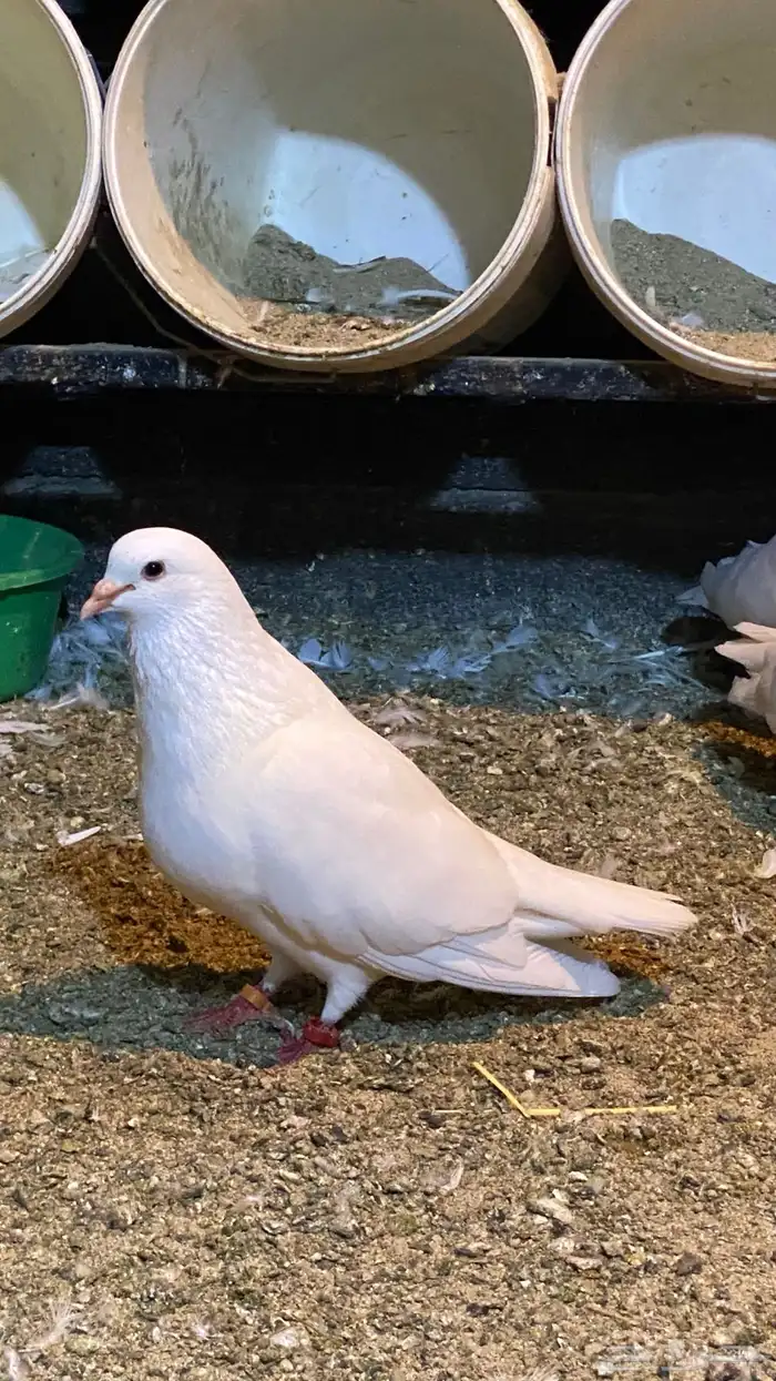 فرنسي حجم سوبر جانبو 0