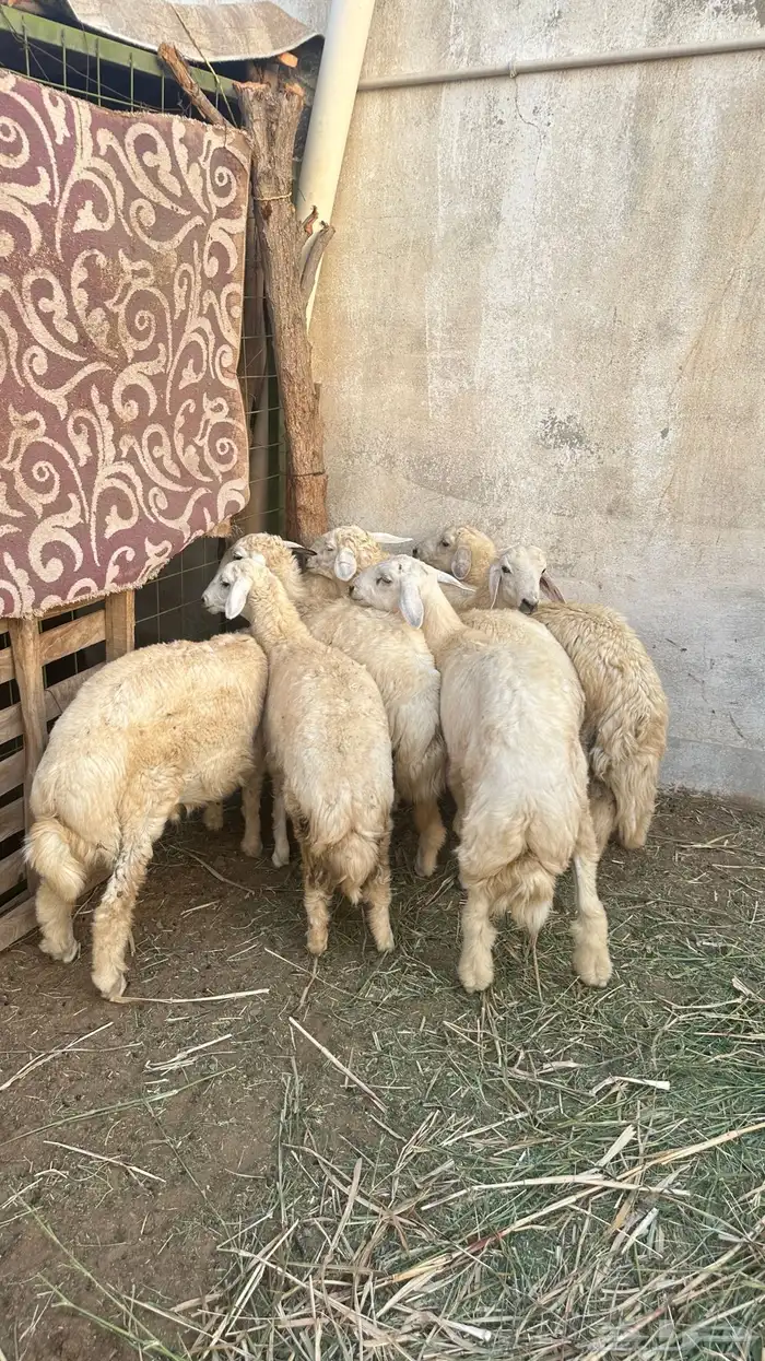 طليان حرية 4