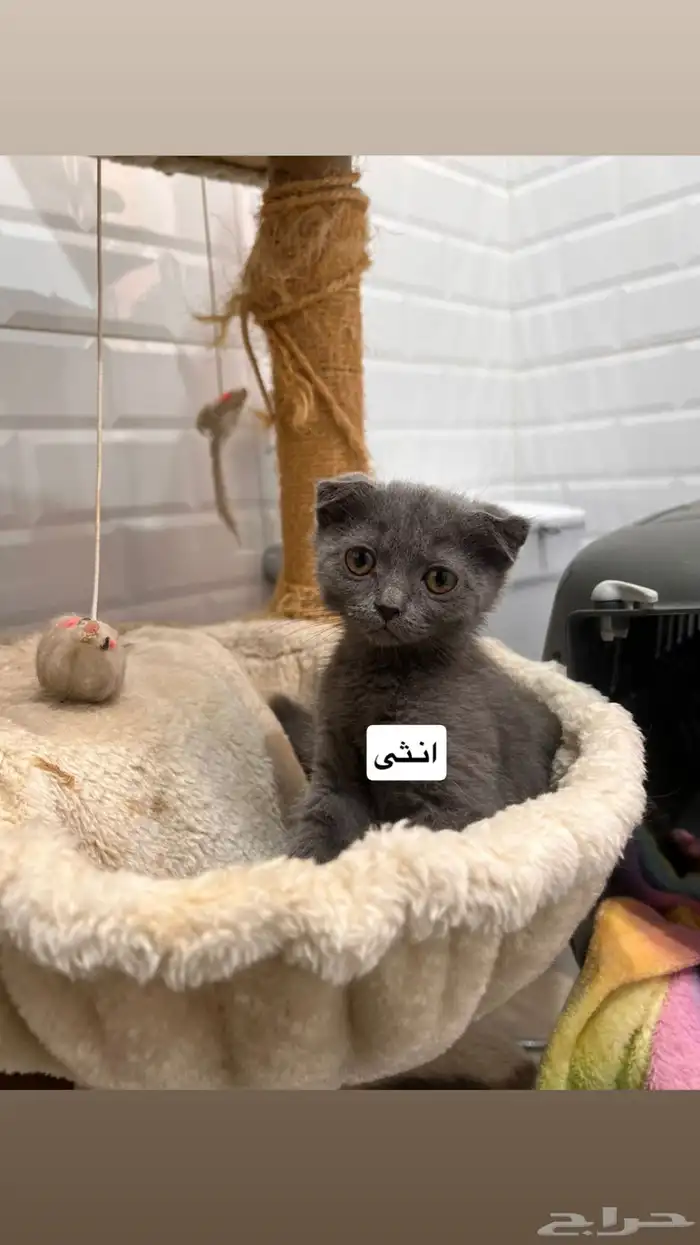 قطط كيتن للبيع 1
