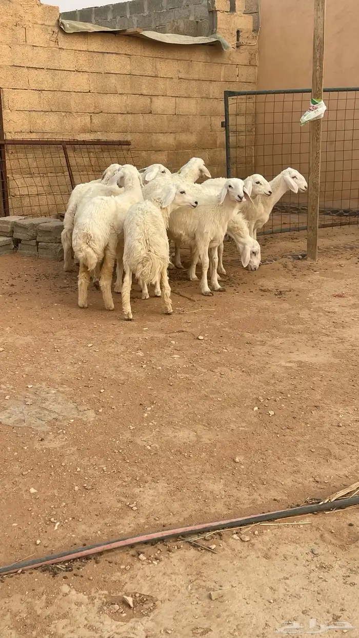 تم البيع رخال حريات حرش صنف مقاني 1