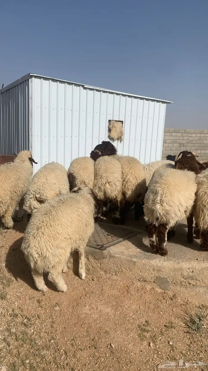 ذبايح الرس والقصيم كافه 7