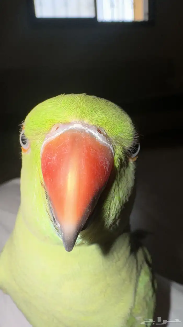 ببغاء دره 4