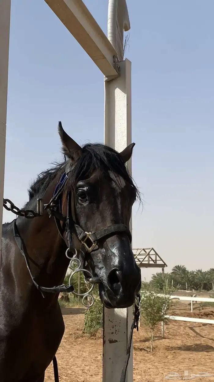 حصان شعبي للبيع 3