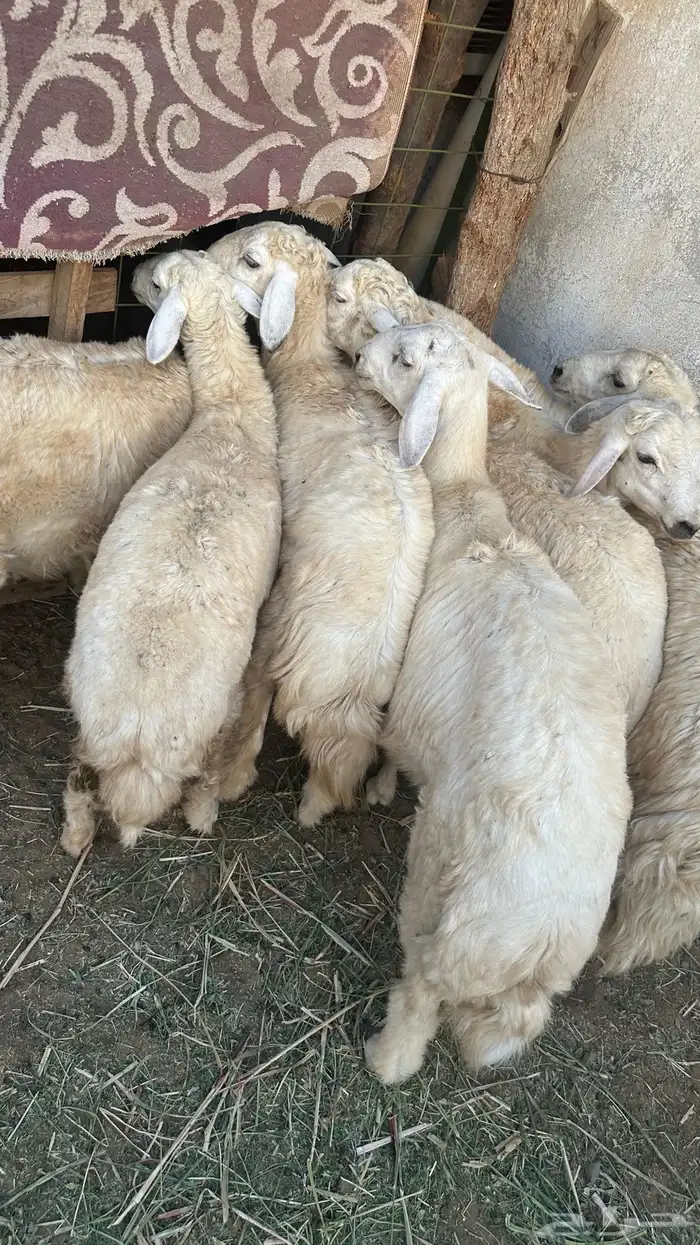 طليان حرية 1