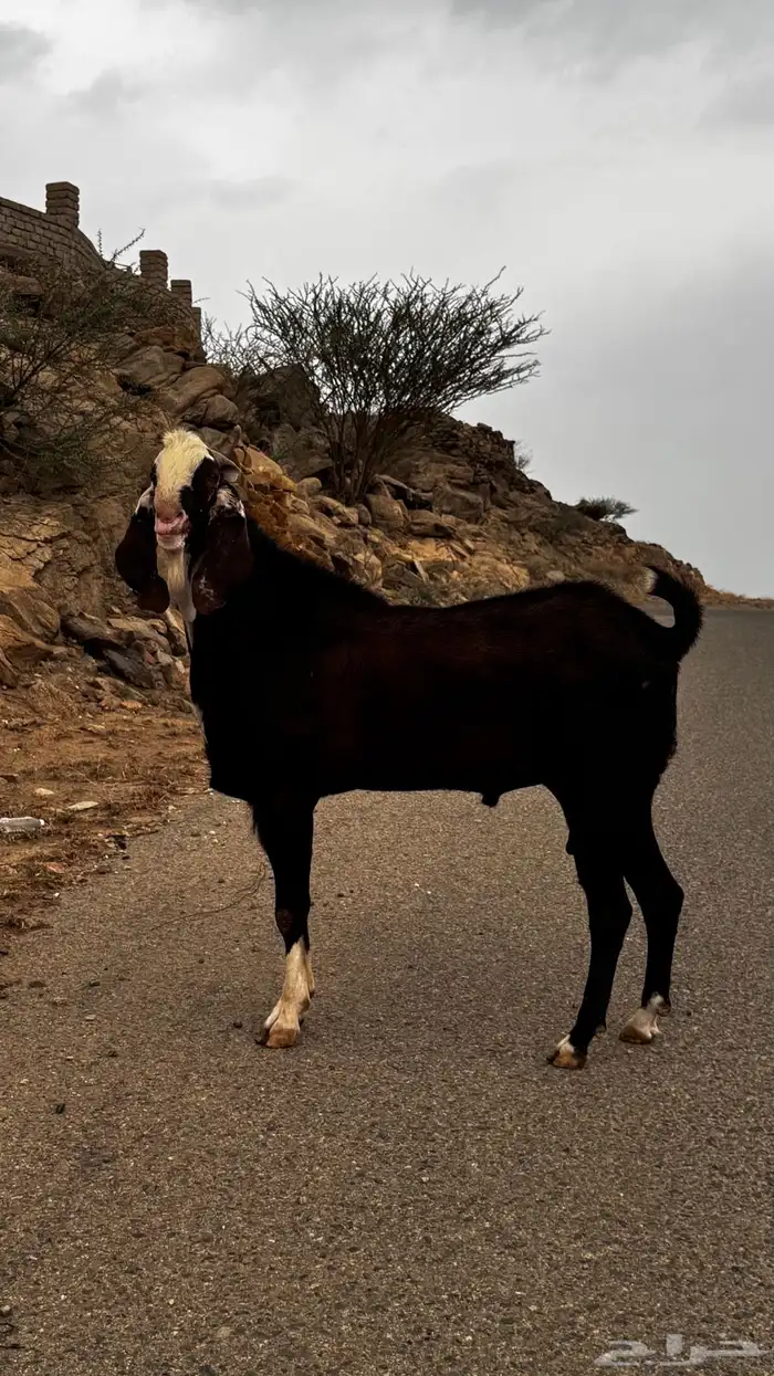 تيس فحل بنجابي 0