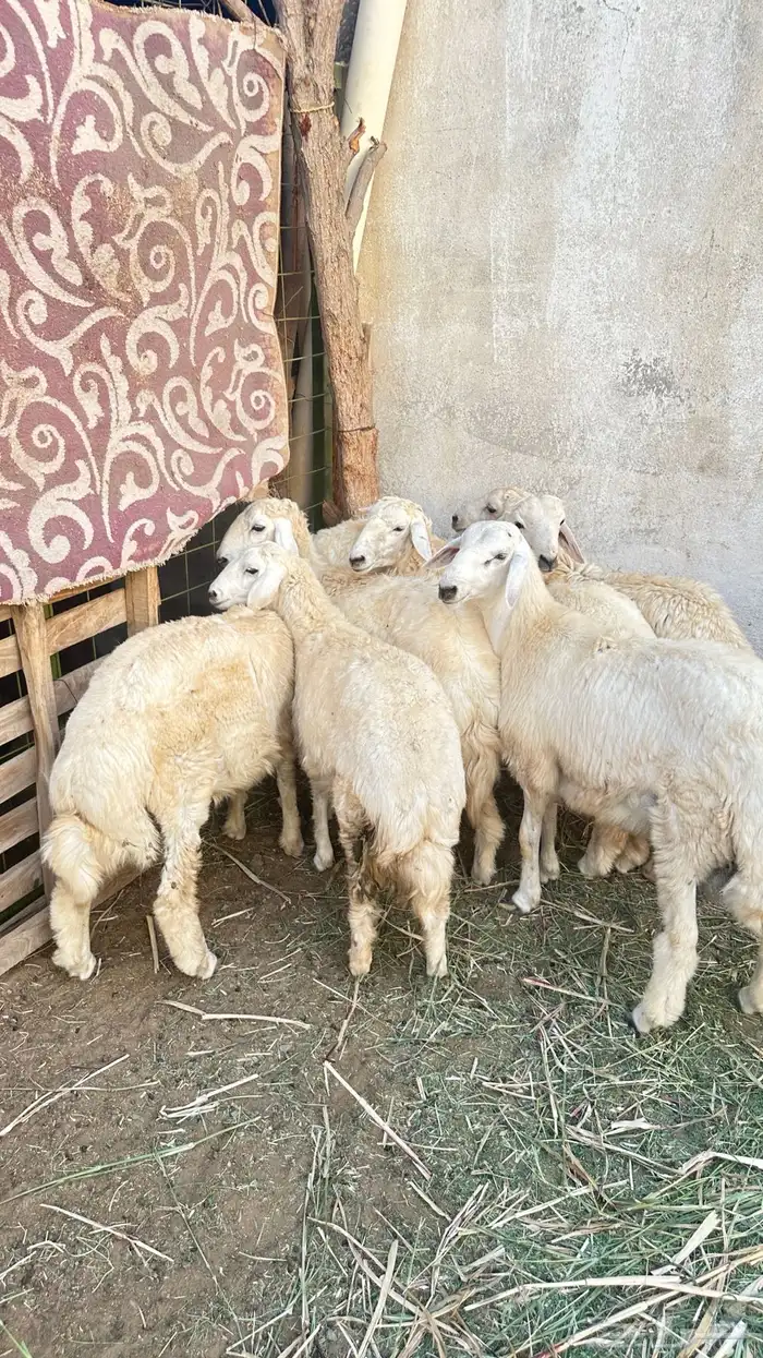 طليان حرية 0
