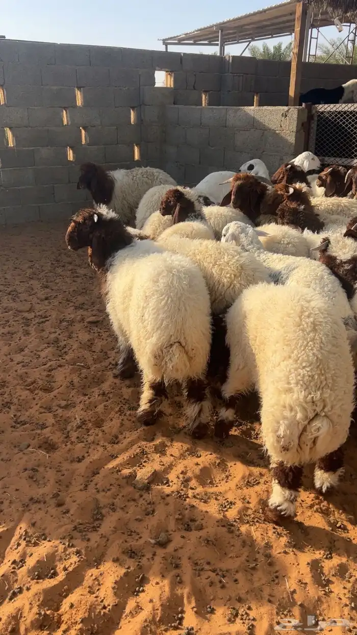 ذبايح نعيم 2