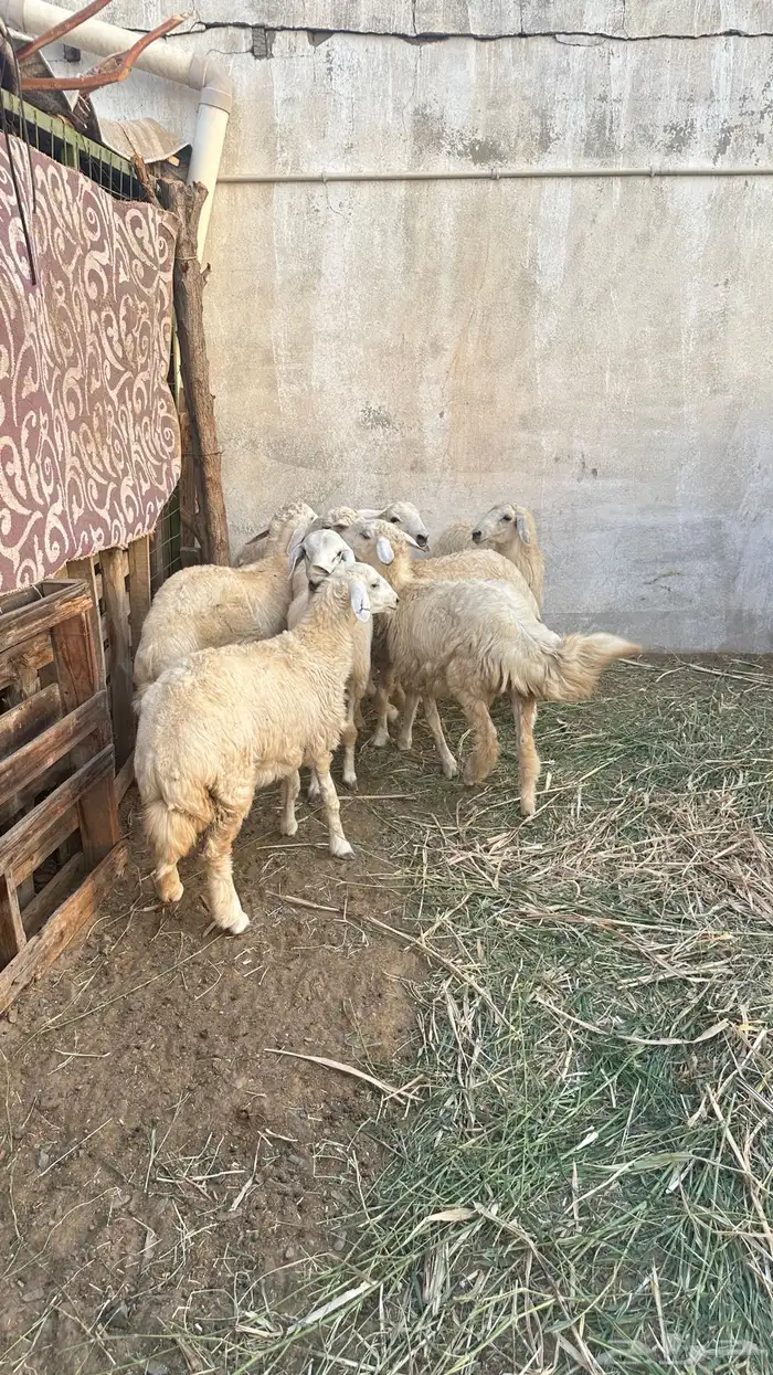 طليان حرية 7
