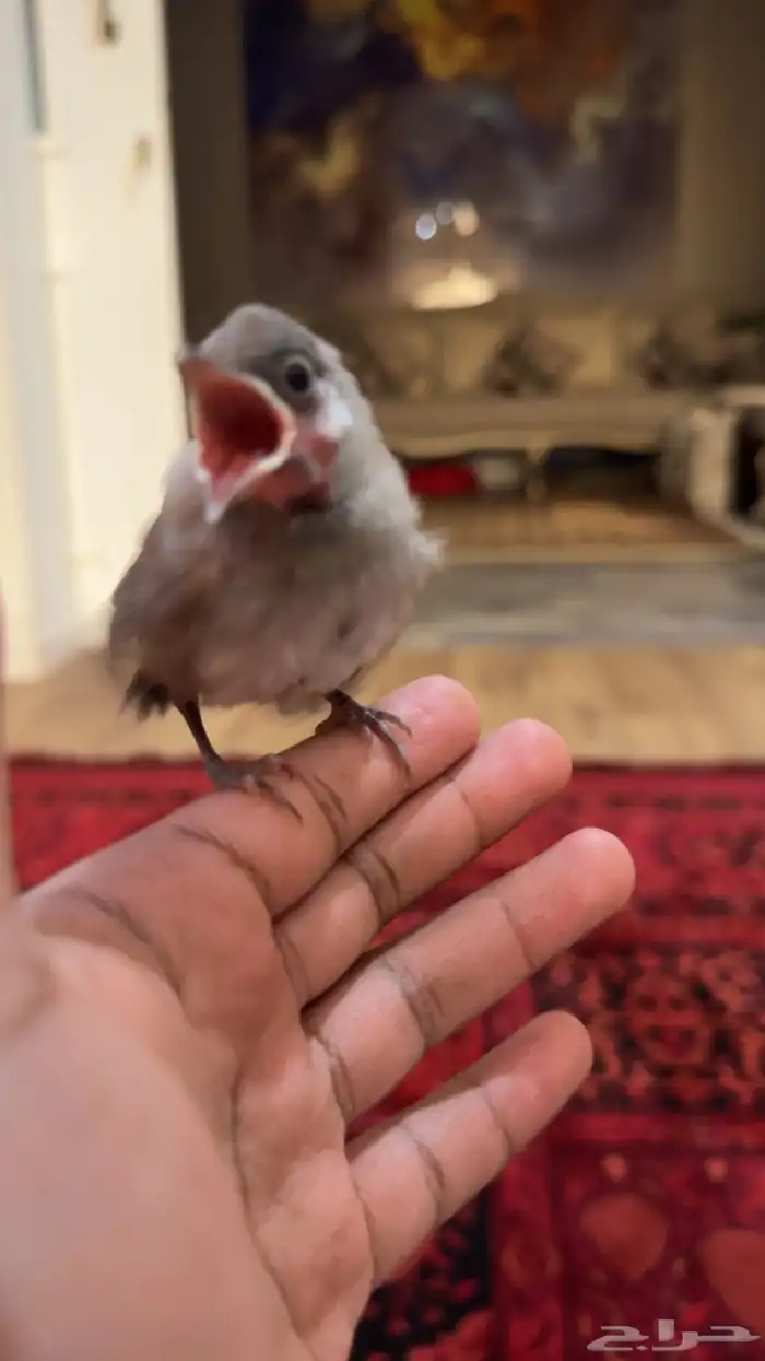 للبيع فرخ بلبل 0