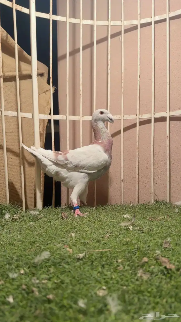 حمام هومر 1