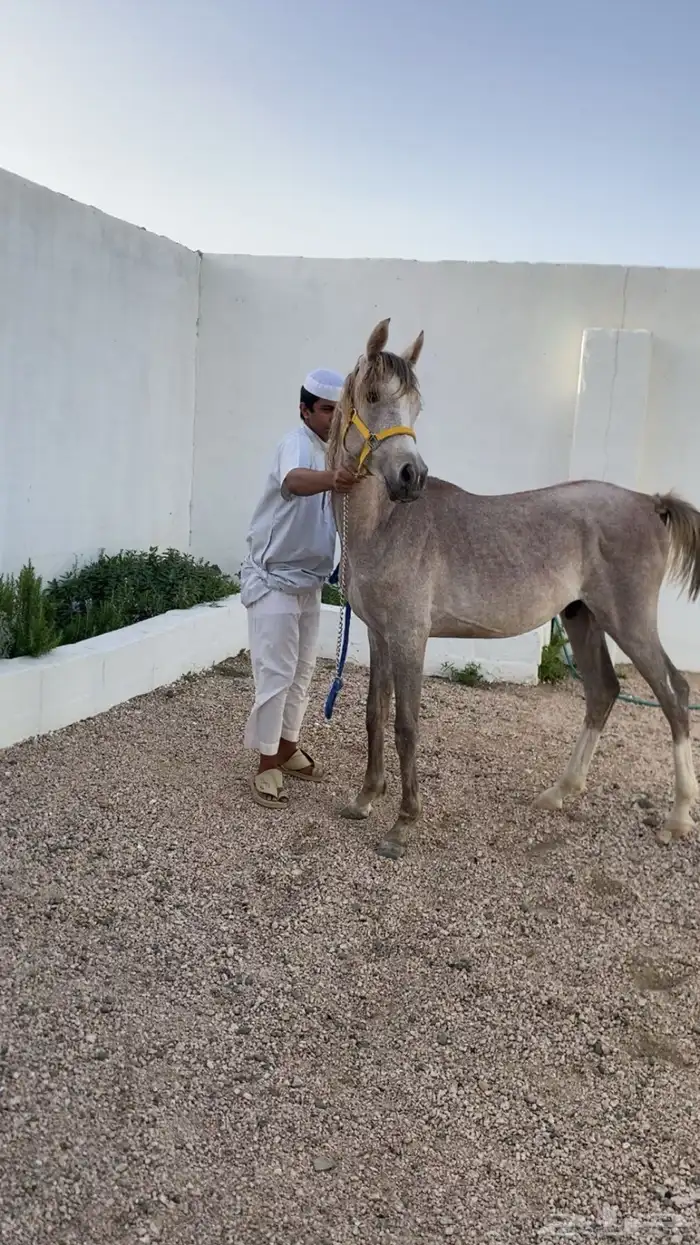 مهر عربي اصيل له مستقبل بإذن الله هيبه كرزما شخصيه قويه 0