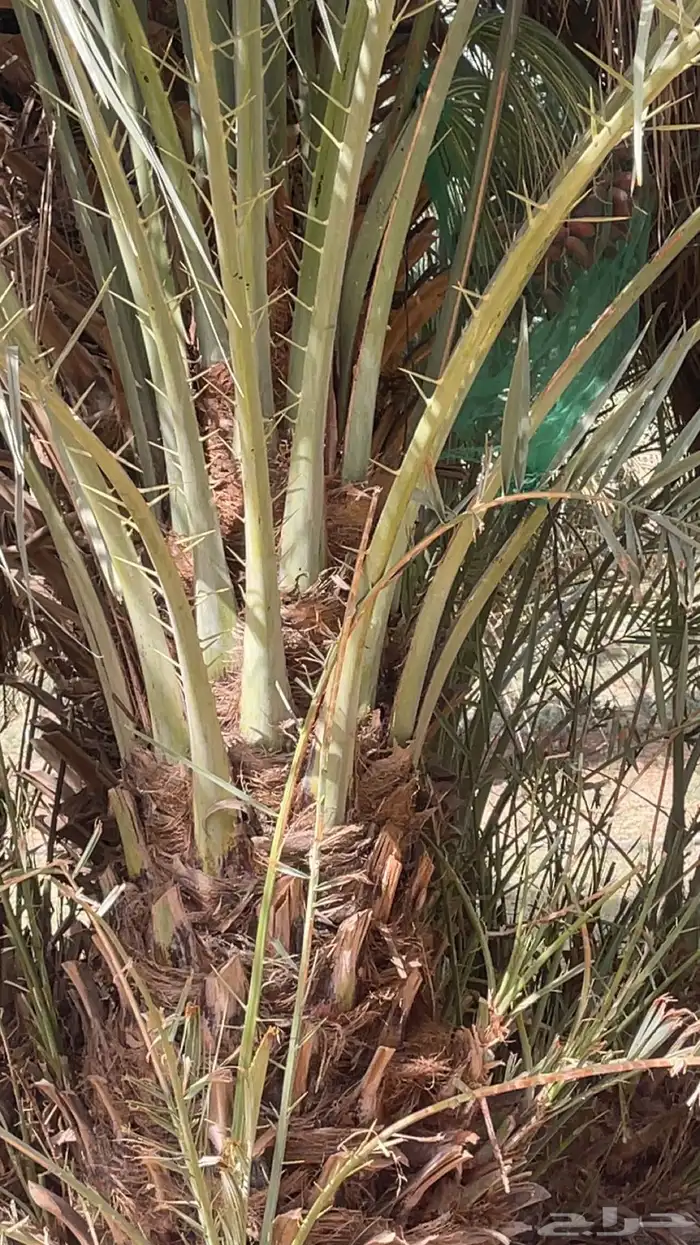 فسائل خضري 3