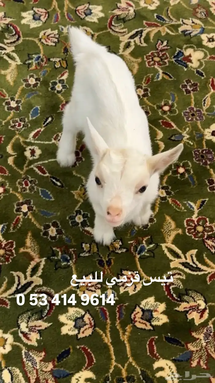 تيس قزمي العمر 3 اسابيع 0
