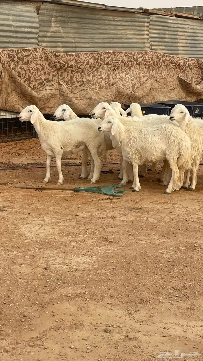 تم البيع رخال حريات حرش صنف مقاني 7