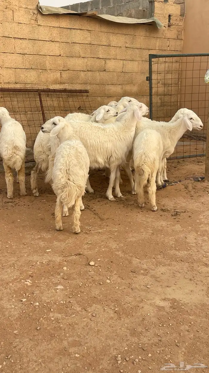 تم البيع رخال حريات حرش صنف مقاني 0