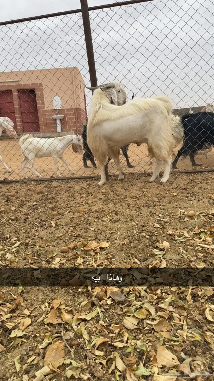 تيس صنف عمره خمسه شهور او اقل 1