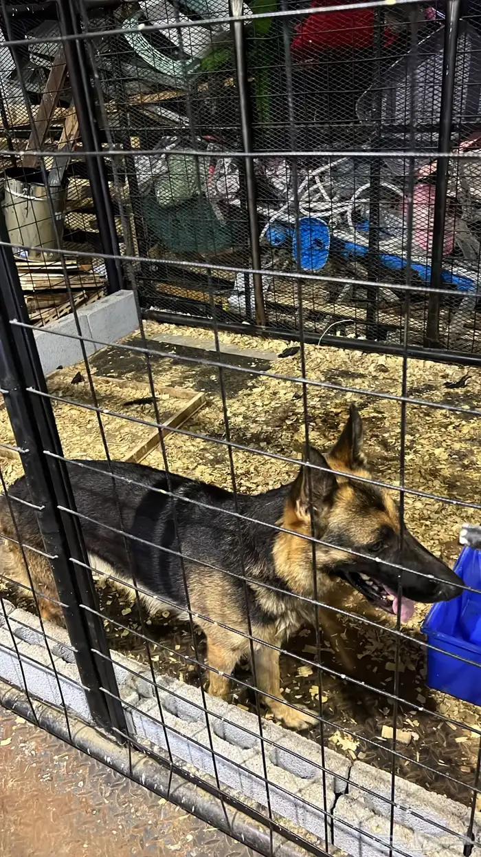 Dogs for adoption in Dammam 38
