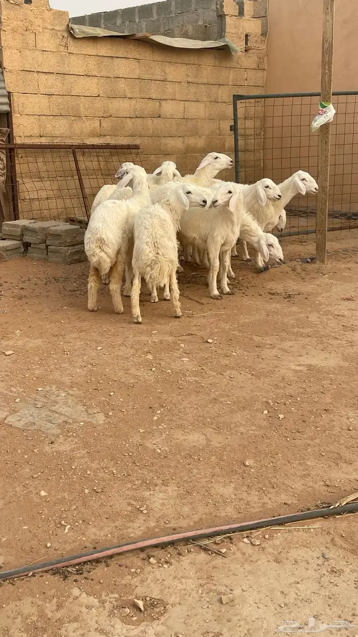 تم البيع رخال حريات حرش صنف مقاني 4