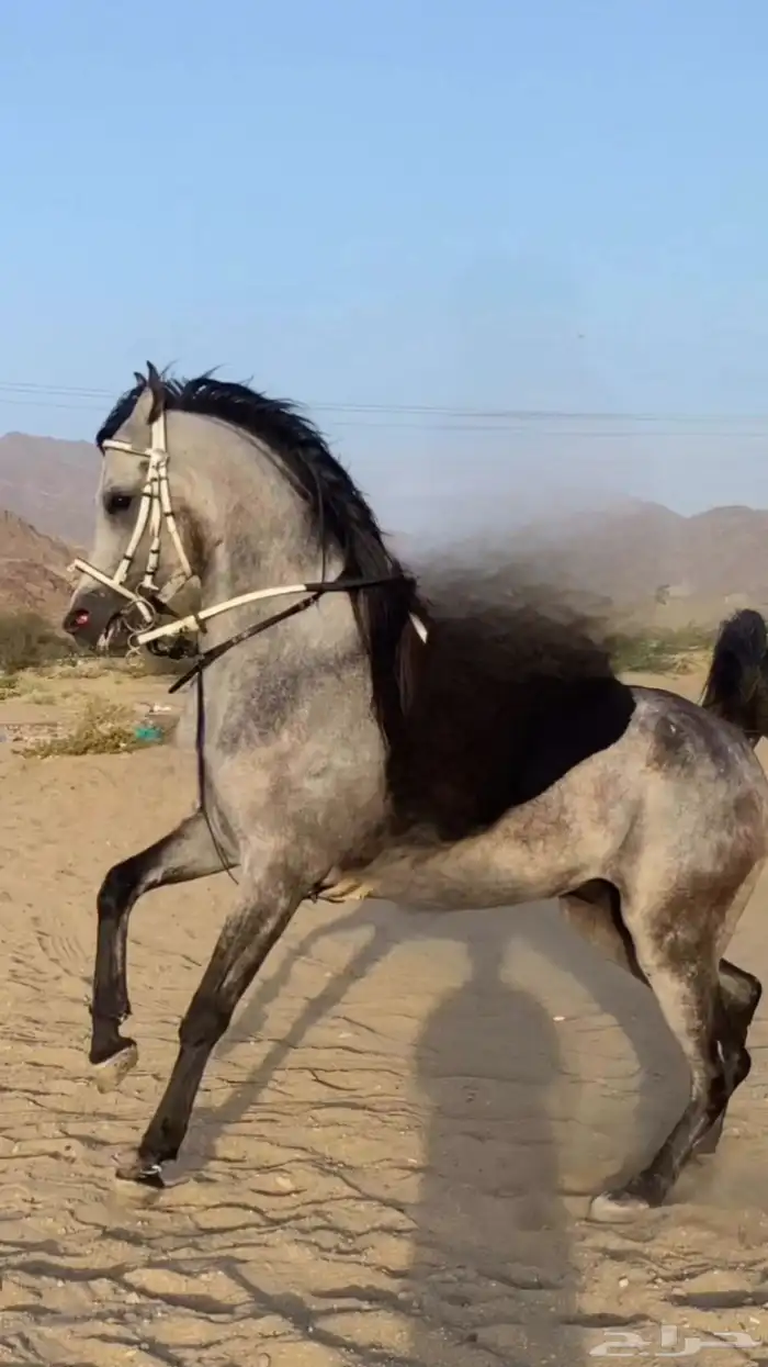 حصان بي ورق. 7