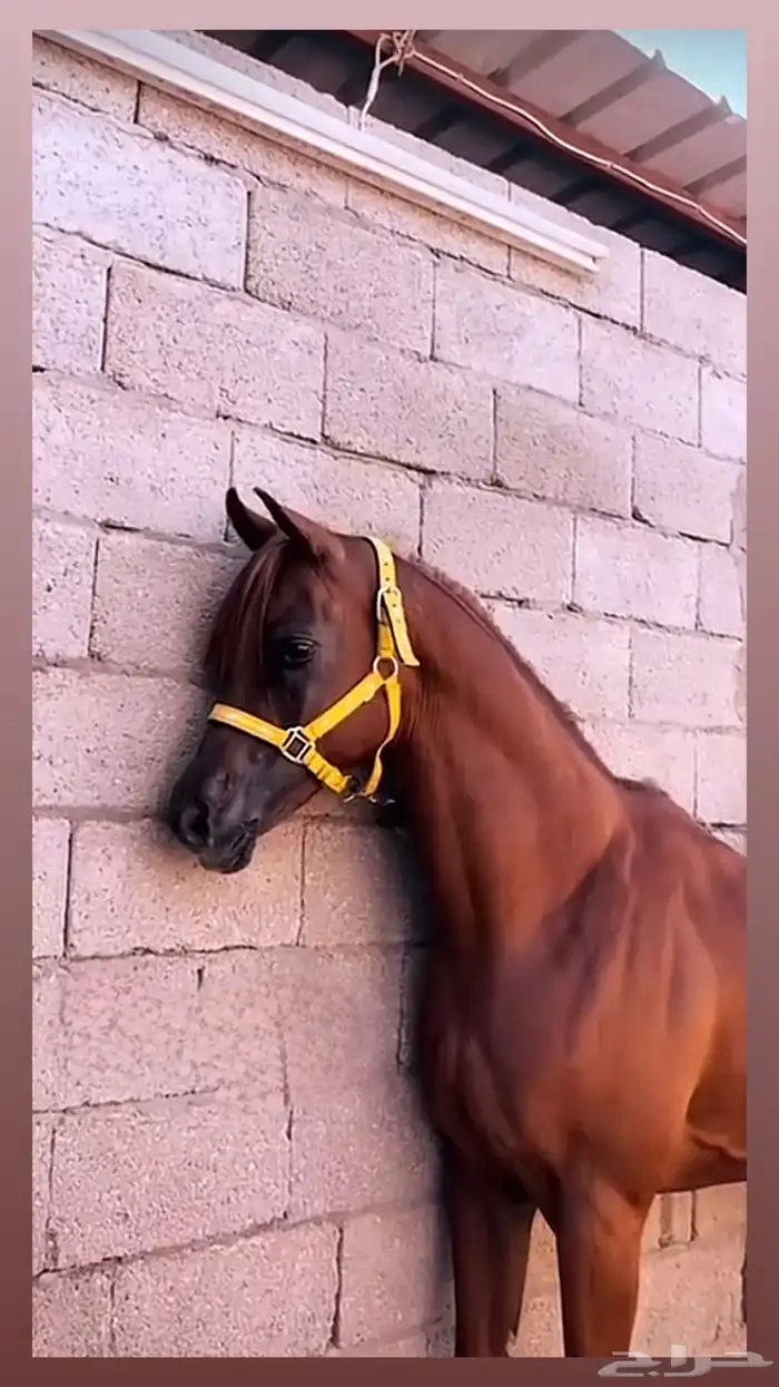 حصان للبيع 0
