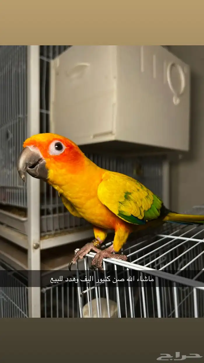 صن كنيور الشمسي او منجاوي 0