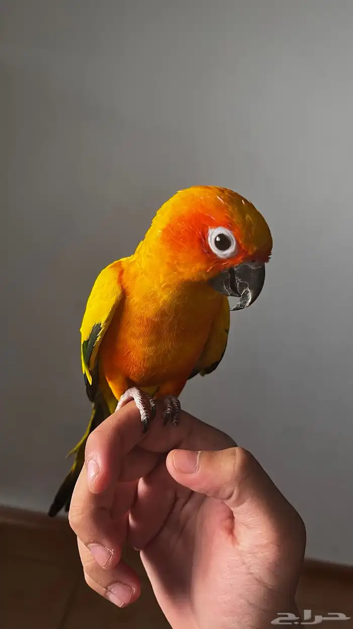 صن كنيور اليف 0