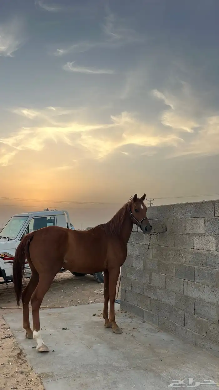 فرس شعبيه قطعه وركبه كفو مشاء الله . 2