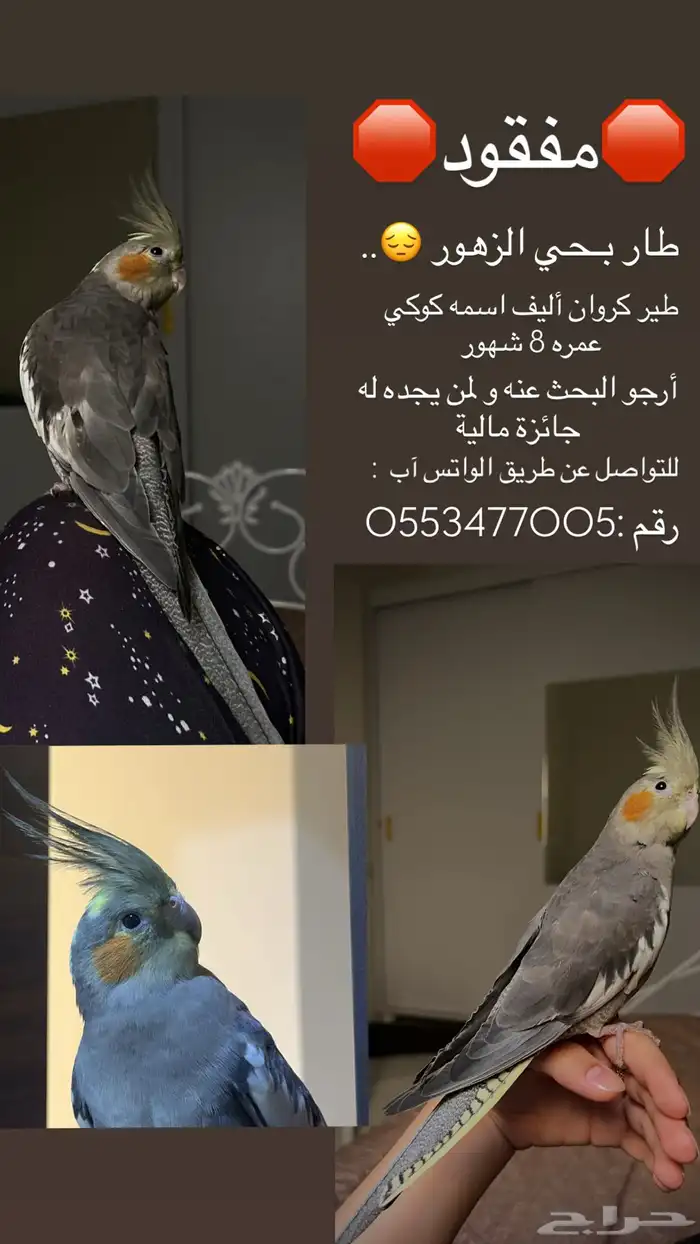 طير كراون مفقود 0