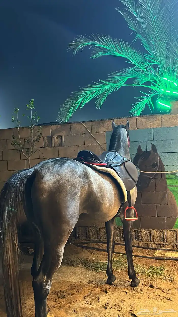 حصان بي ورق. 5