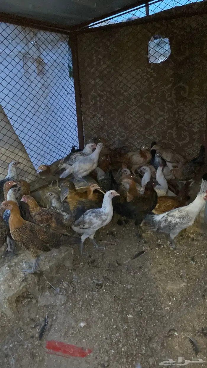 فروخ دجاج بلدي 3