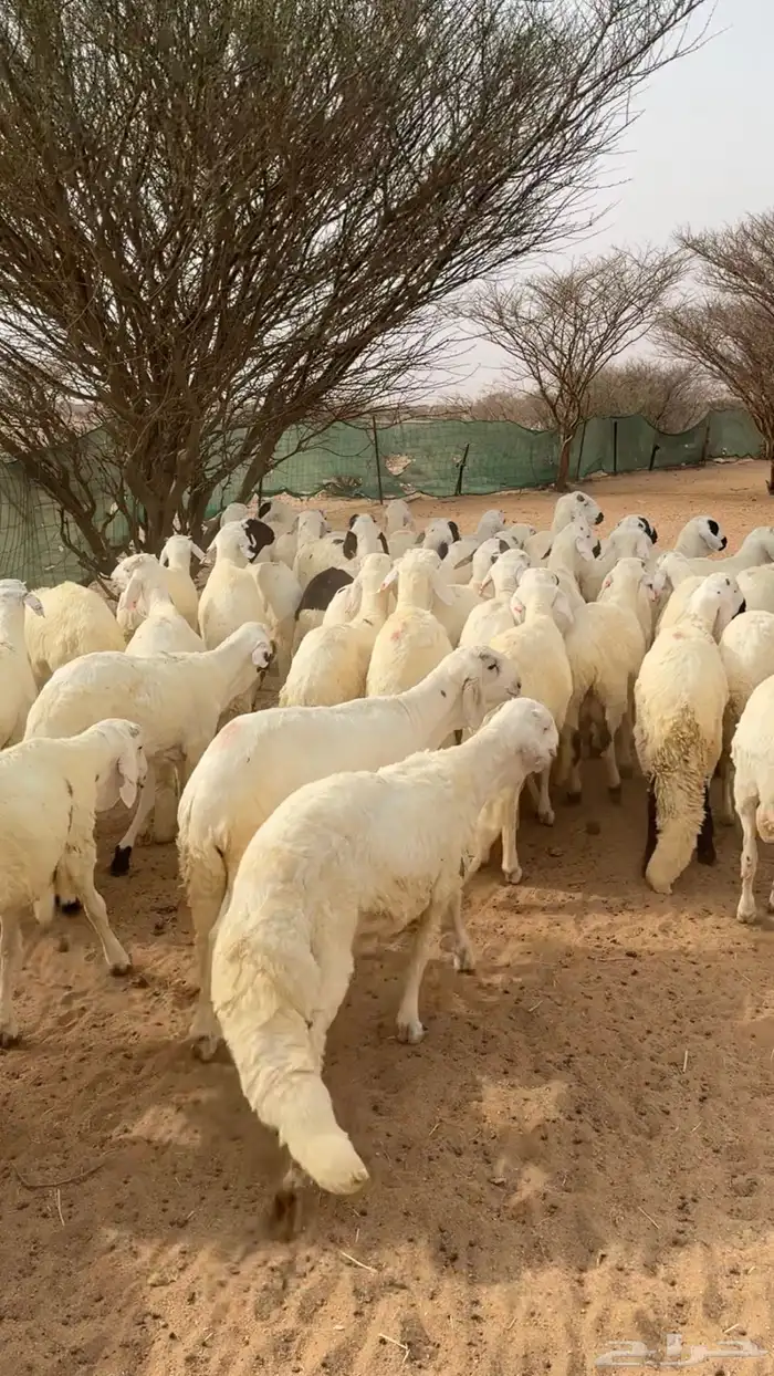 سواكن شبيه الحري شحم . 0