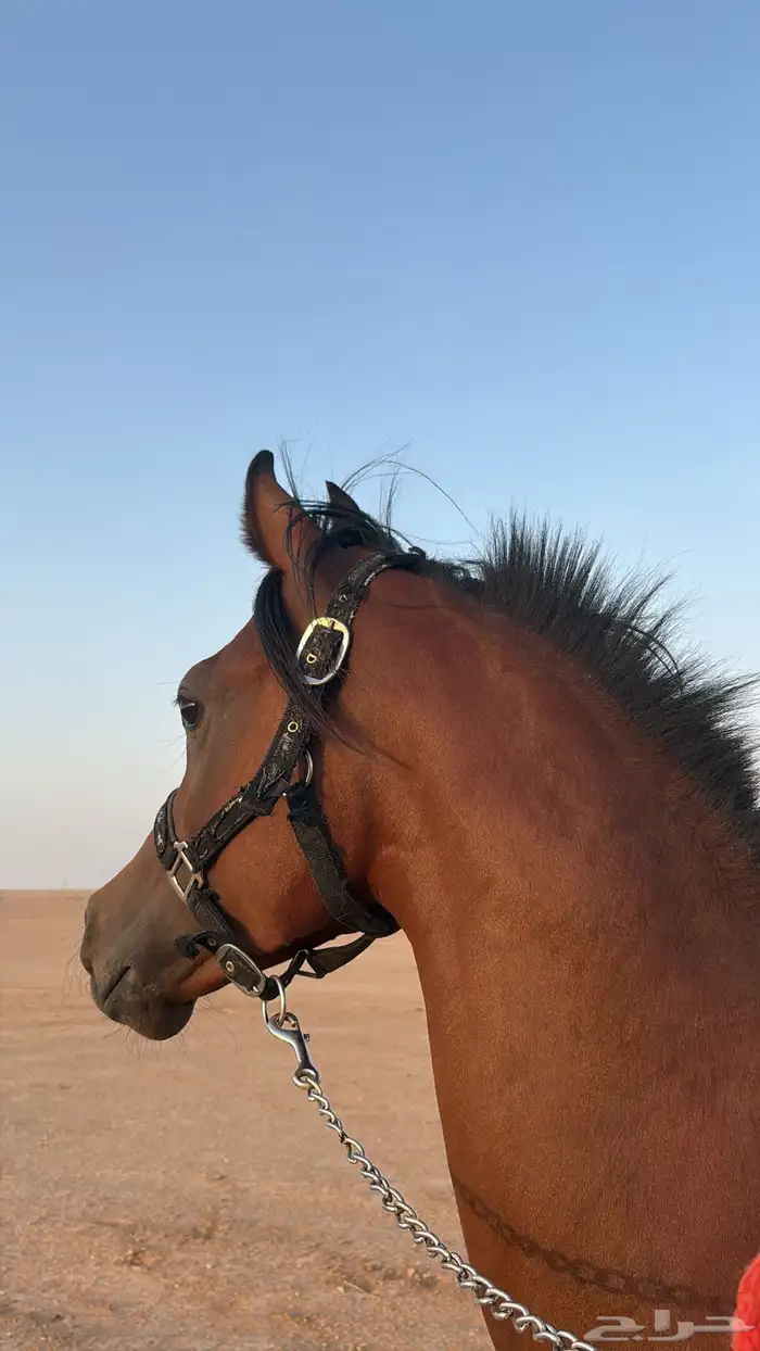 حصان عربي اصيل أوراق 3