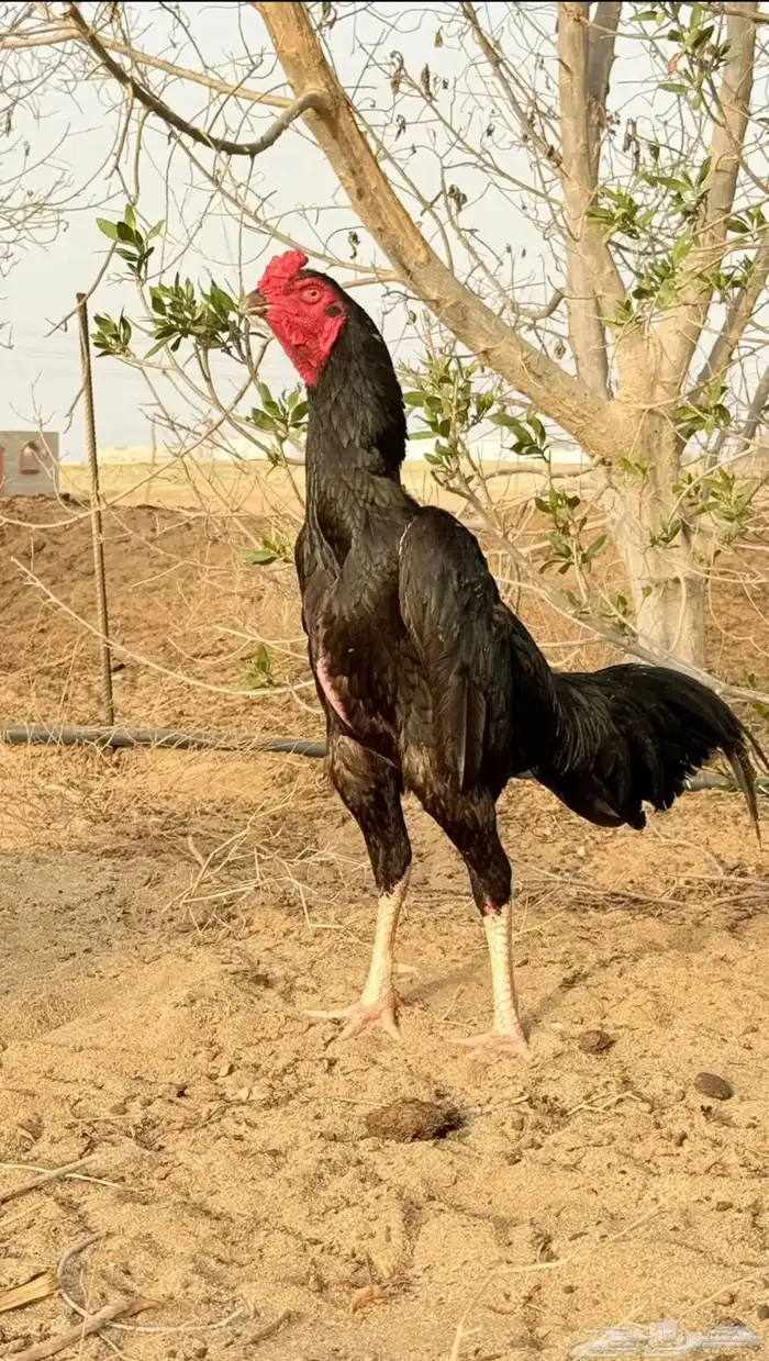 ديك شامو الماني 0