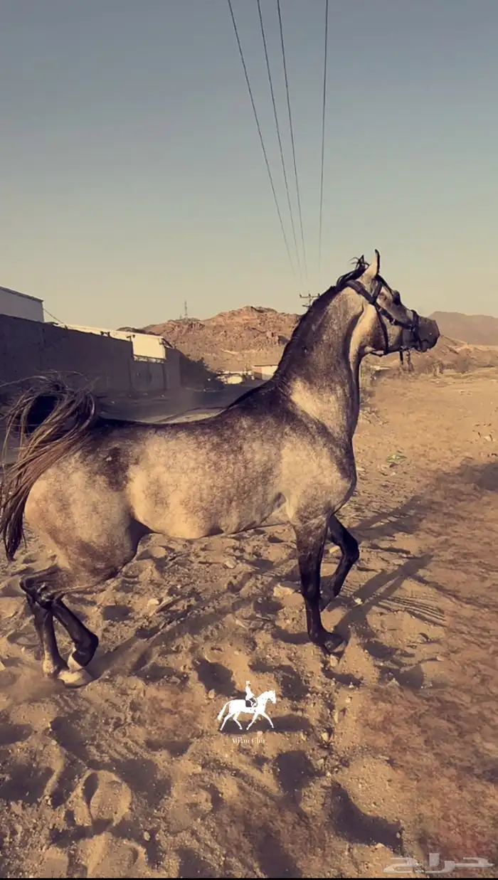 حصان بي ورق. 9