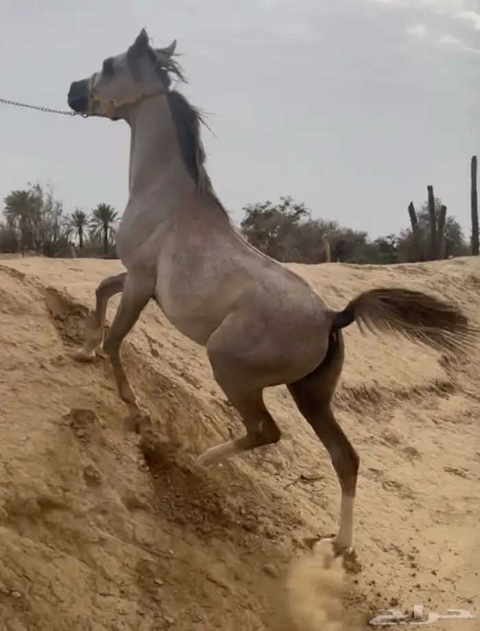 مهر عربي اصيل له مستقبل بإذن الله هيبه كرزما شخصيه قويه 12