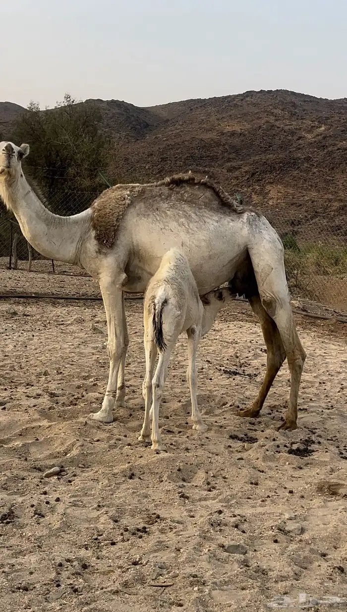 خلفه 0