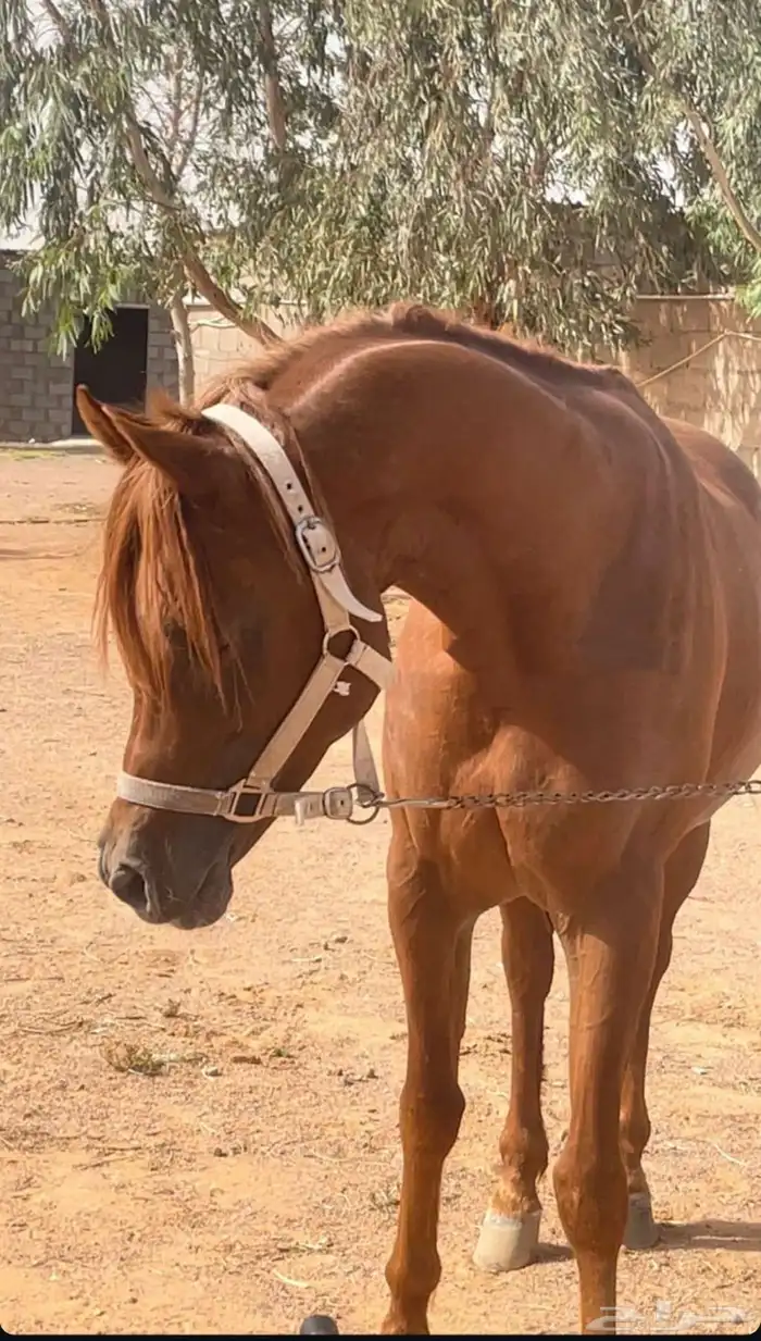 حصان واهو مصري بيور 5